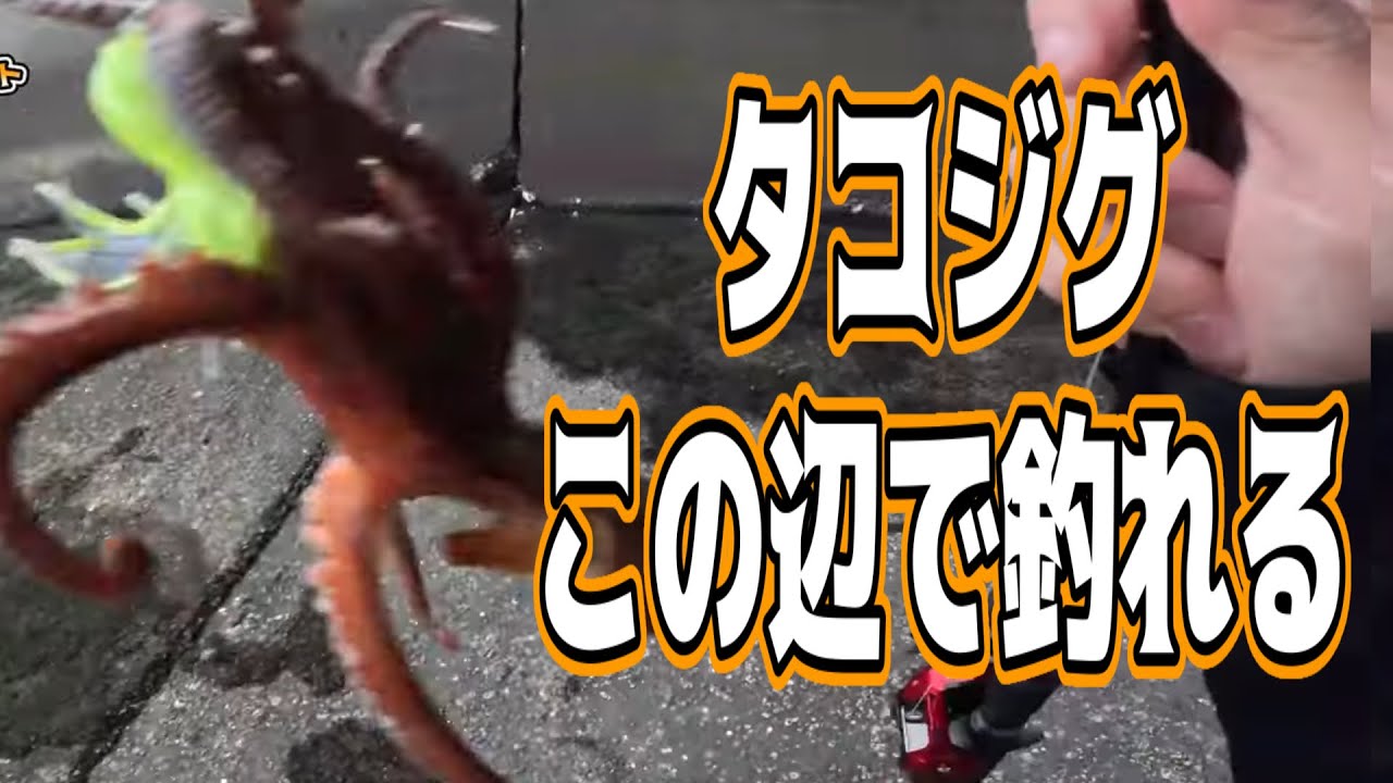 【ショアタコ】こんなところにもタコ　ベイトリールタコジグ