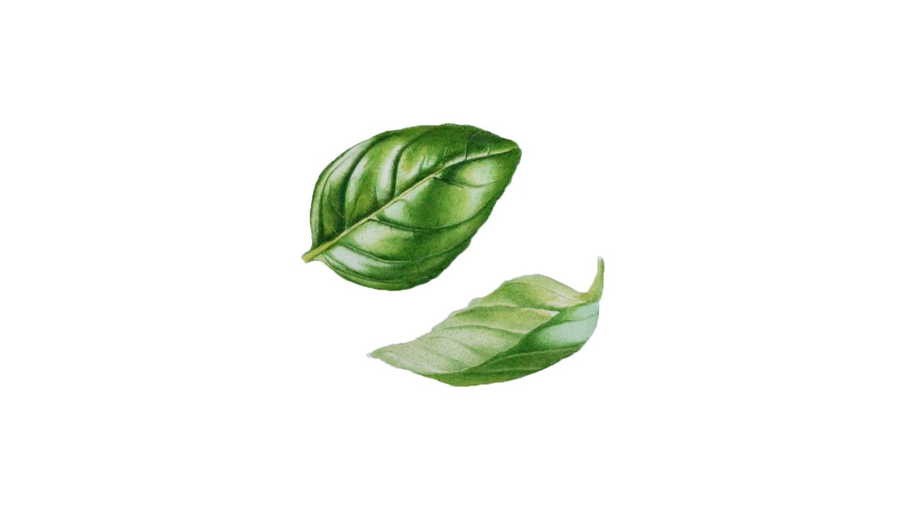 Basil leaf watercolour painting tutorial