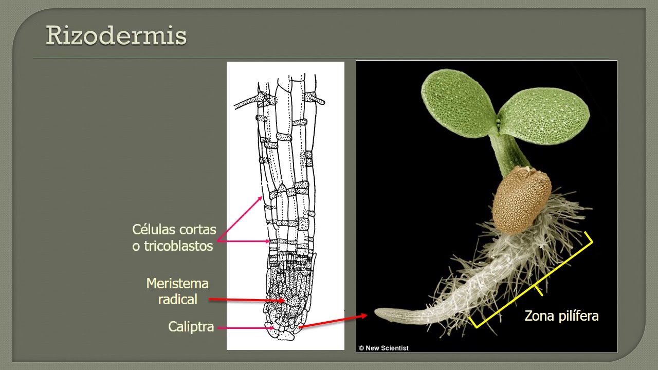 Unidad 19. Anatomía de raíz: Rizodermis y córtex (1° de 3 vídeos).