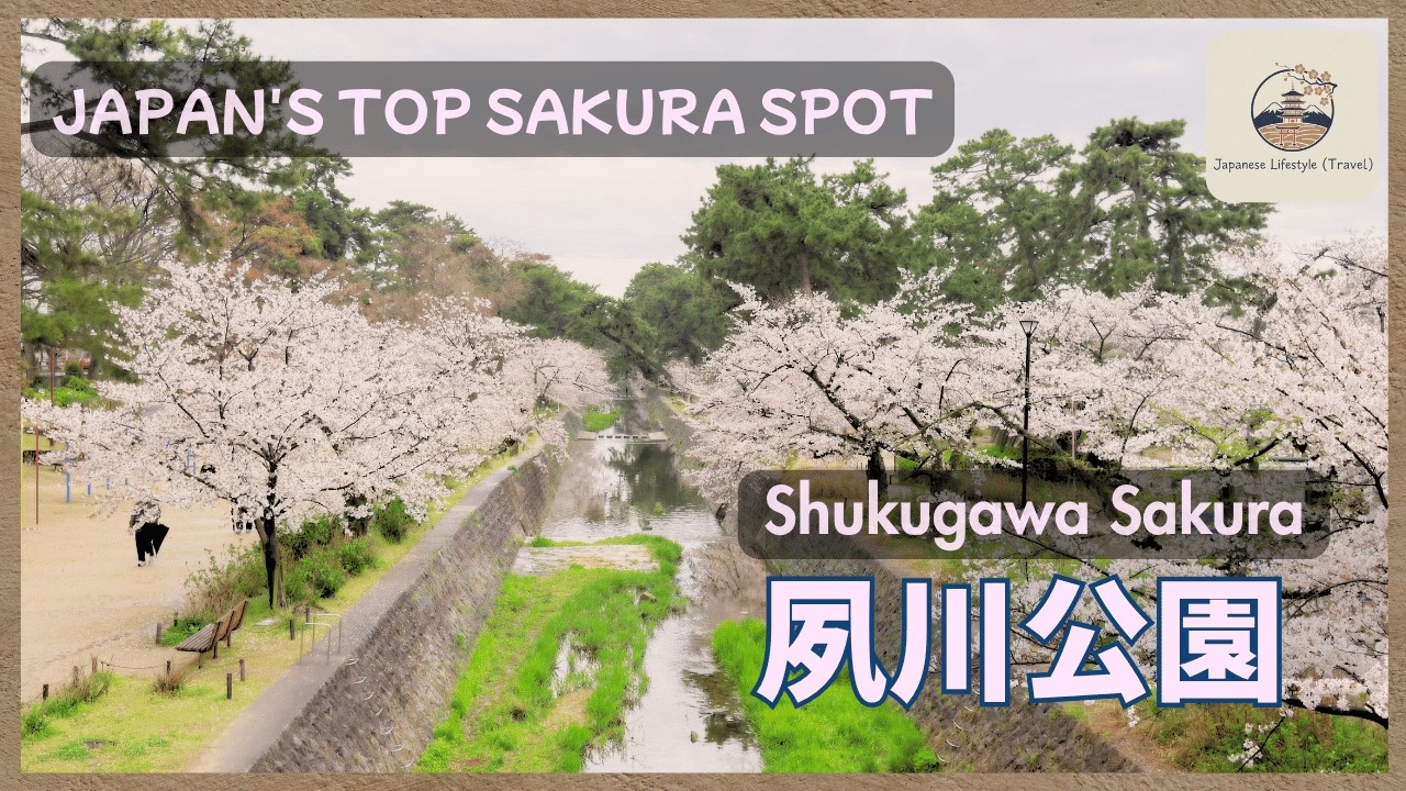 Cherry Blossoms in Japan 2026 🌸 Shukugawa Park, Hyogo | 夙川公園の桜 散策