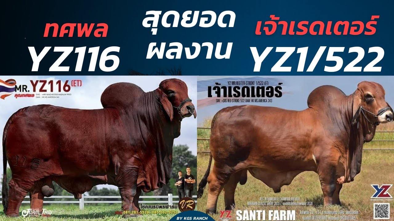 พ่อพันธุ์บราห์มันแดง  เจ้าทศพล YZ 116 และเจ้าเรดเตอร์ YZ 1/522