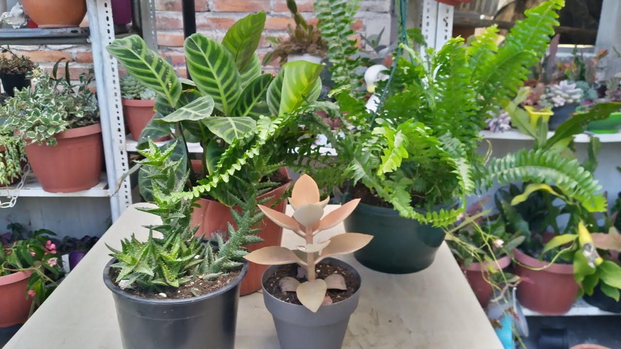 Trasplantando mis calanchoes y helechos | Fabi Plantas