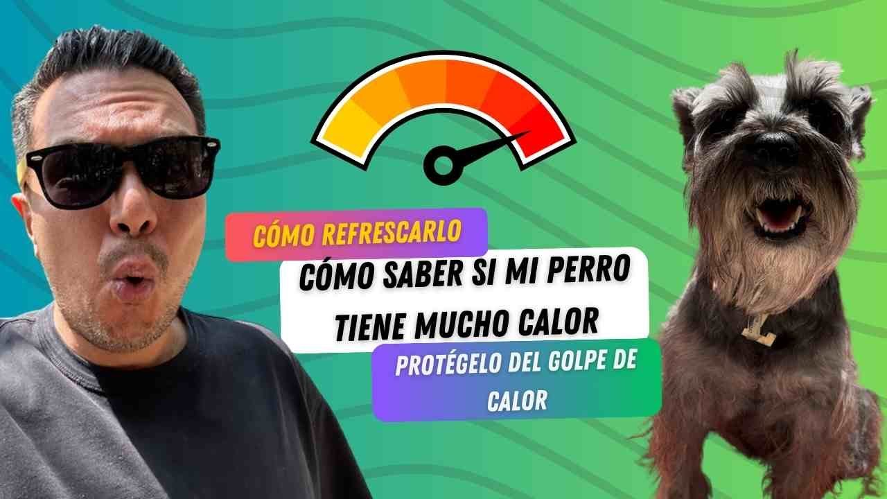 🐶🔥 Cómo SABER si  mi perro tiene CALOR ♨️ PERRHIJOS 💦consejos para qué hacer si mi perro tiene calor