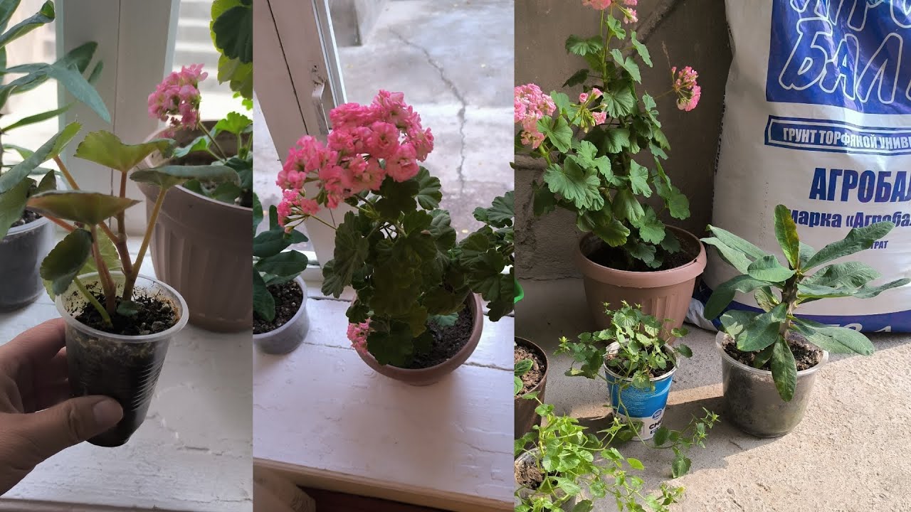 УЙ ШАРТЫНДА ТУУРА ГУЛДОРДУ КОТОРУУ.🔥❤️🌹