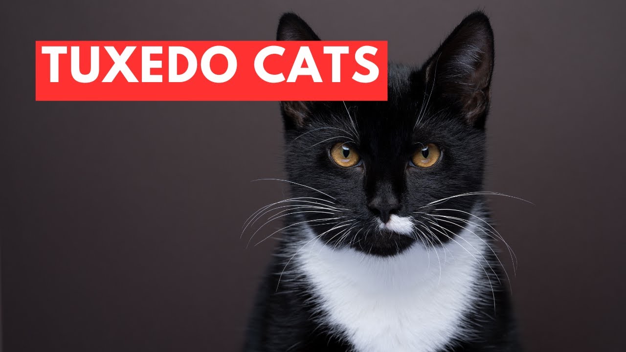 Tuxedo Cats