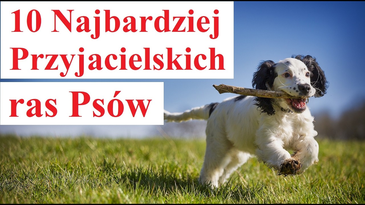 10 Najbardziej Przyjacielskich ras Psów