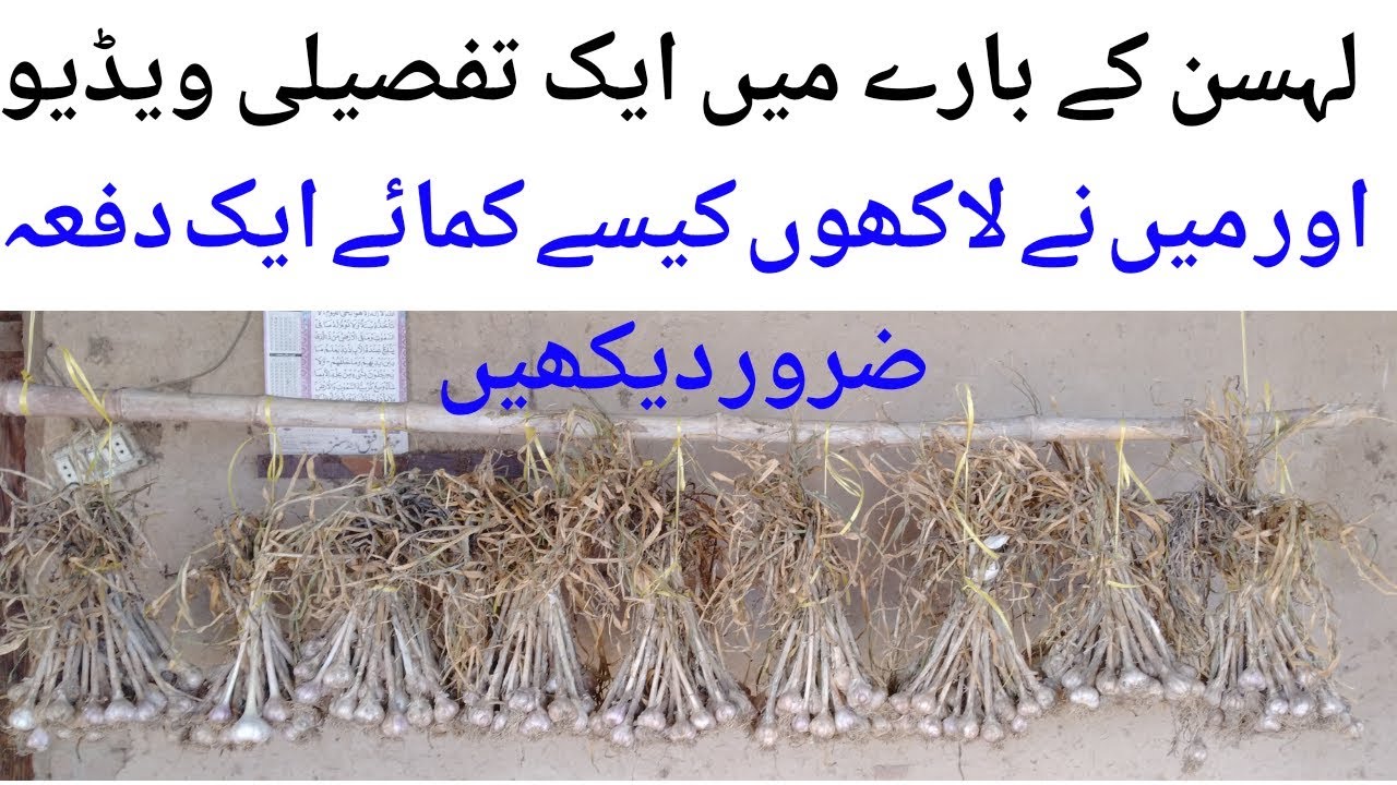 Garlic seed ||Garlic Cultivation ||Agriculture Guru