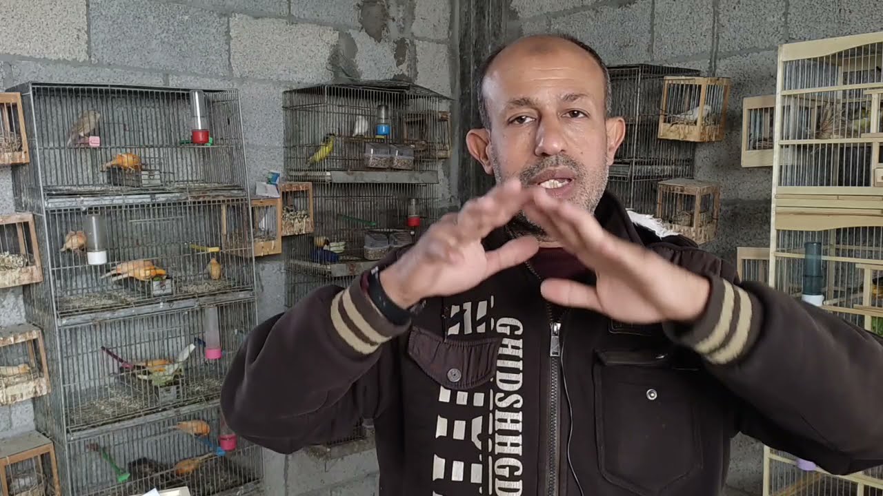 معلومات قد تسمعها لأول مرة في تربية الكناري