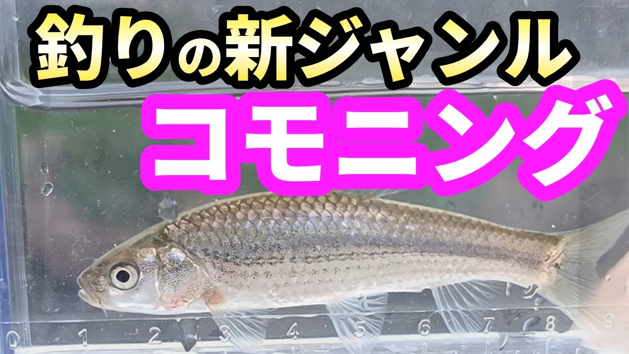 オイカワ、モロコ、鯉っ子。色々釣れるコモニングが楽し過ぎた 