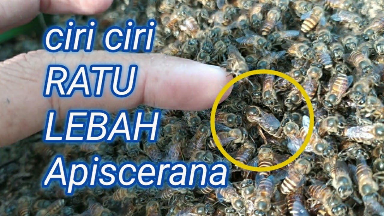 ciri ciri ratu lebah apiscerana