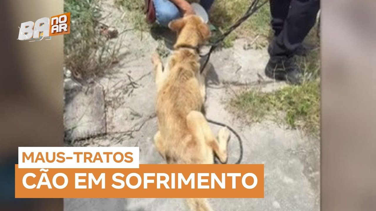 Mulher &eacute; presa por maus-tratos a cachorro em Feira de Santana (BA)