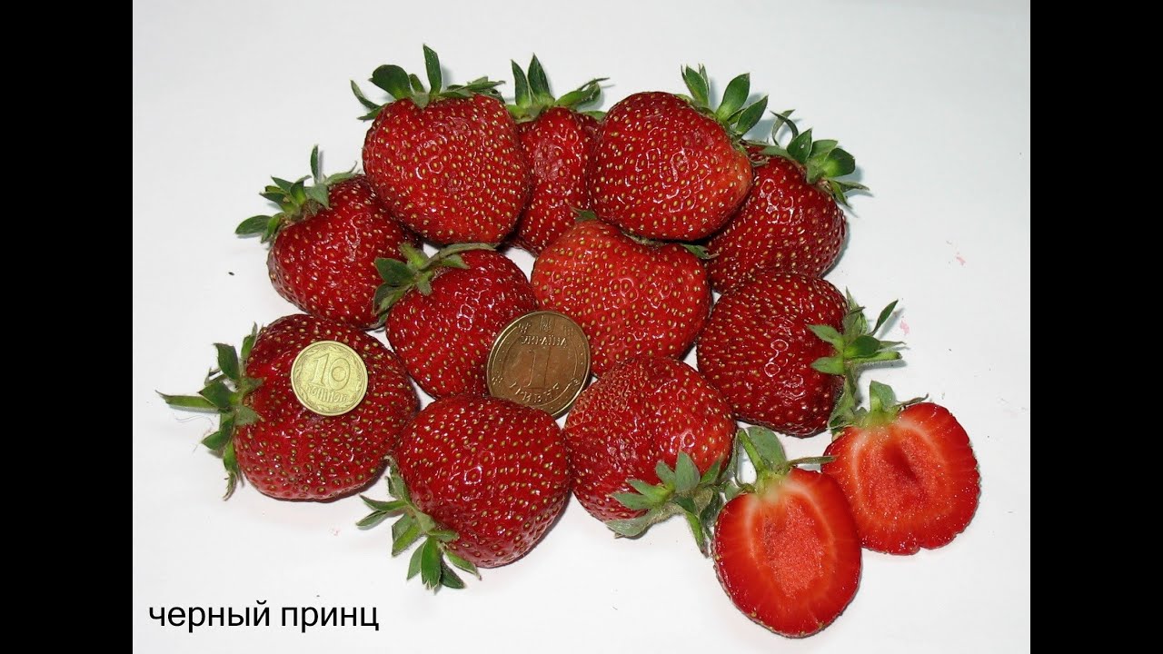 На одном месте сорт Чёрный принц может расти до 10 лет.