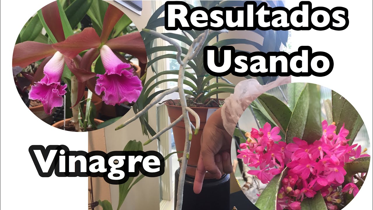 Resultados usando vinagre en Orquídeas | Mas y mejores raíces