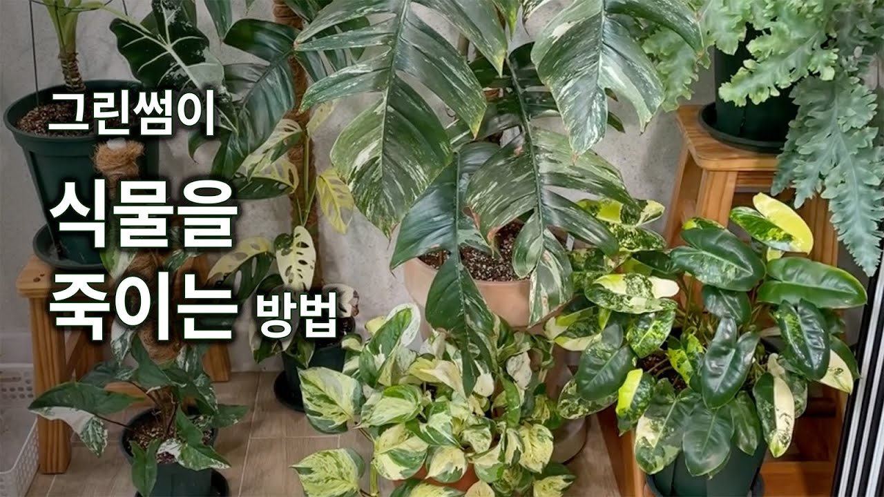 식물의 죽음을 대하는 자세