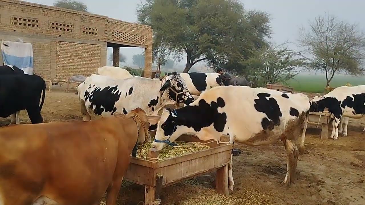 Vamos usar touro de repasse, filho do Gabinete da Silvania.