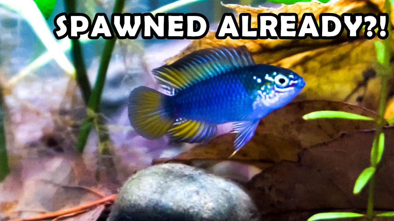 A Hardy Alternative to German Blue Rams! (Apistogramma Borellii-Dwarf Cichlid)