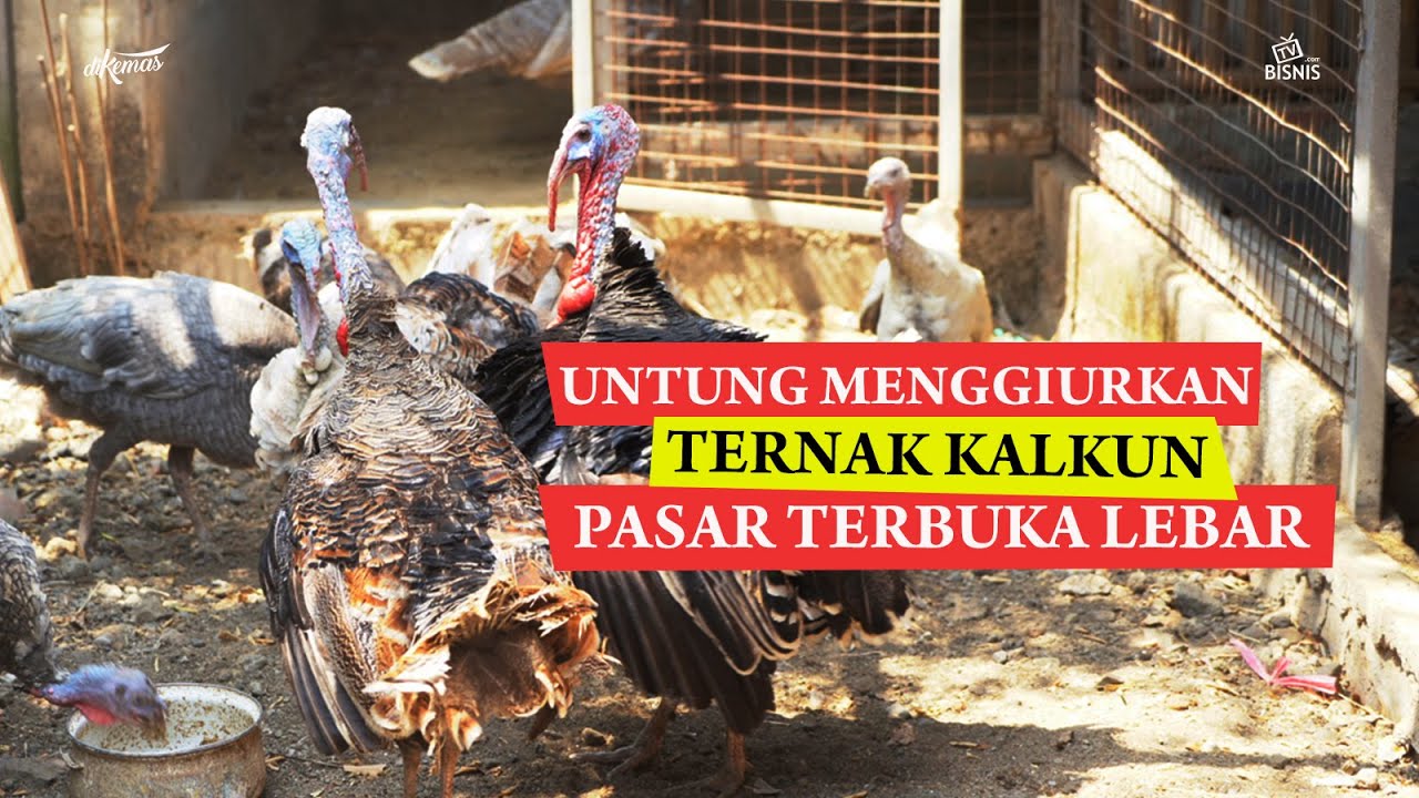 Trend Bisnis Ternak Kalkun! Untung Besar, Pasar Terbuka lebar