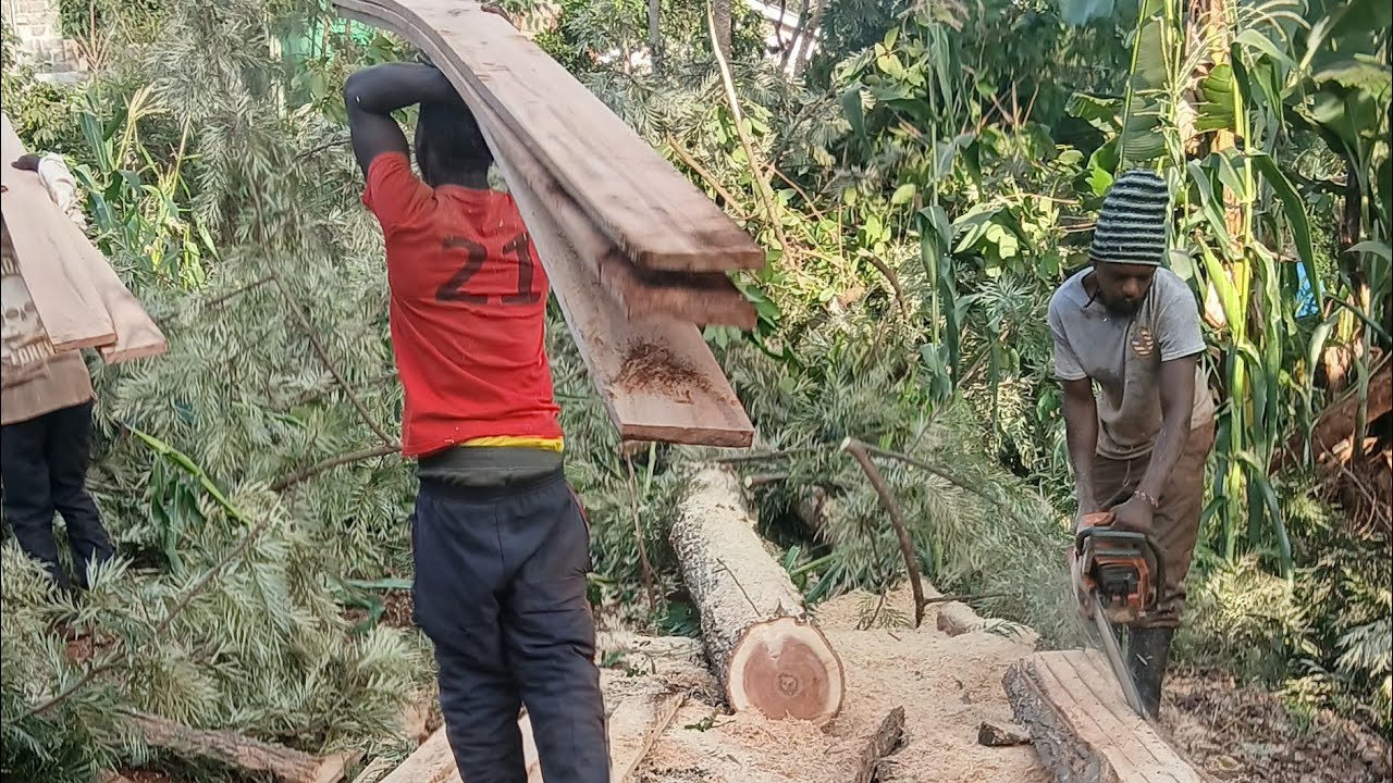 PT 2:HOW TO SAW WOODEN BOARD||CHAINSAW  OPERATOR SKILLS||TREE CUTTING#chainsaw​#stihl​ #woodcutting​