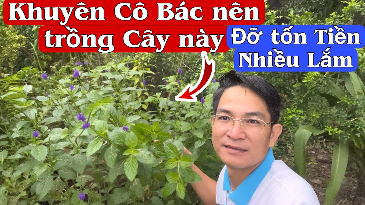 Khuyên Cô Bác nên trồng Cây này đỡ tốn Tiền nhiều lắm. trị hỡ van tim, tiểu đường, Gút. PHAN HẢI