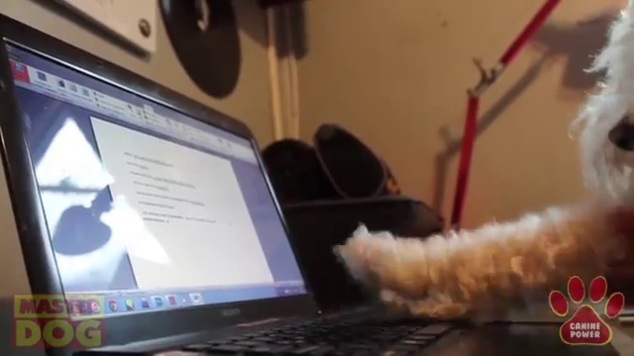 1er spot:  ``CANINE POWER``- Santo Tomás proyecto.