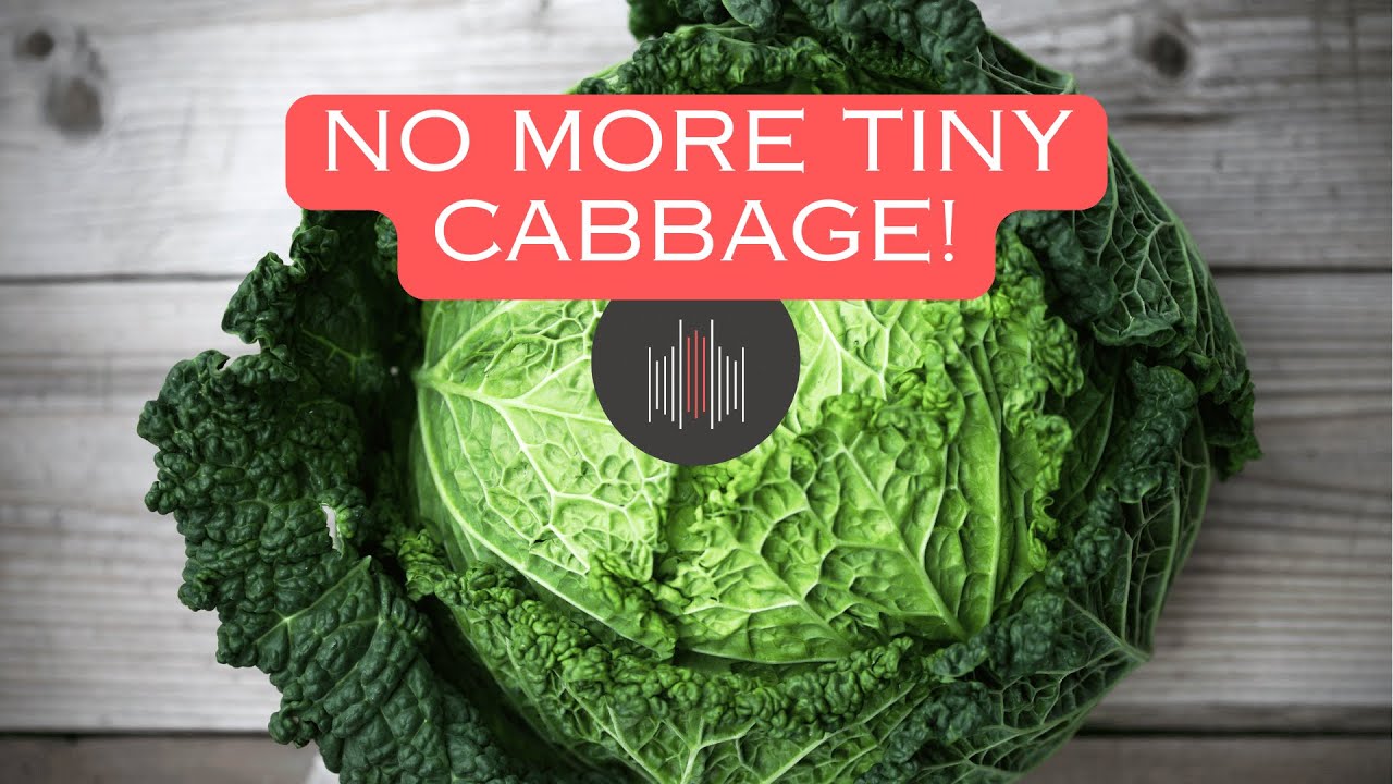 How to Grow Cabbage [Giant Cabbage in 90 Days]