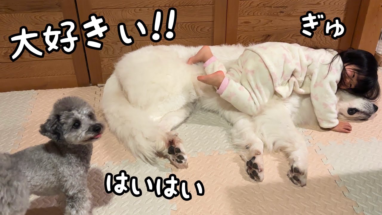 【絆】３歳児が完全に上に乗っても爆睡し続ける超大型犬の優しさが偉大すぎる…｜グレートピレニーズ&オールドイングリッシュシープドッグ&トイプードル
