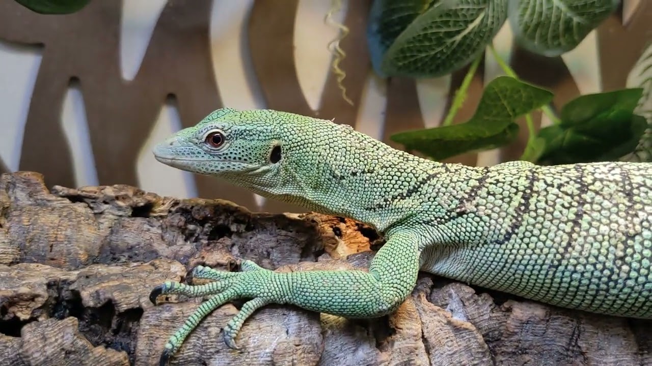 Green tree monitor cage tour