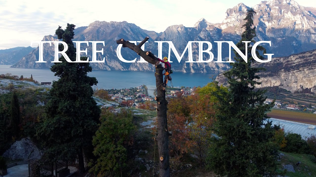 Abbattimento in Tree Climbing - Garda Trentino - Italy