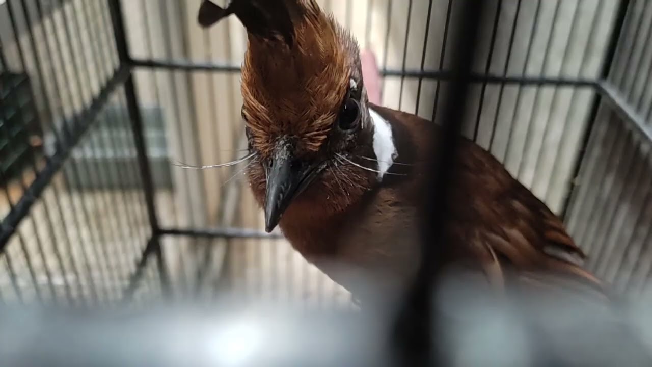 Cara Merawat Burung Cililin