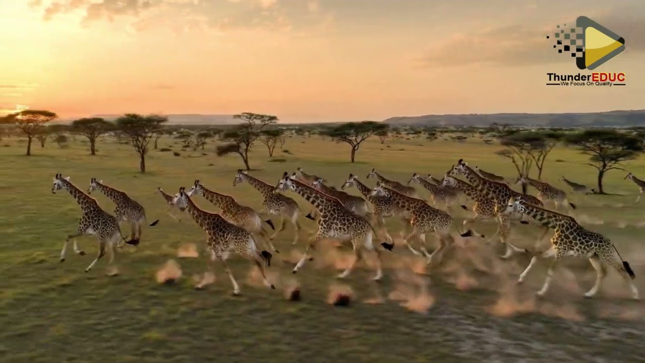 how Lamarck would have explained the development of longer necks in modern giraffes thundereduc