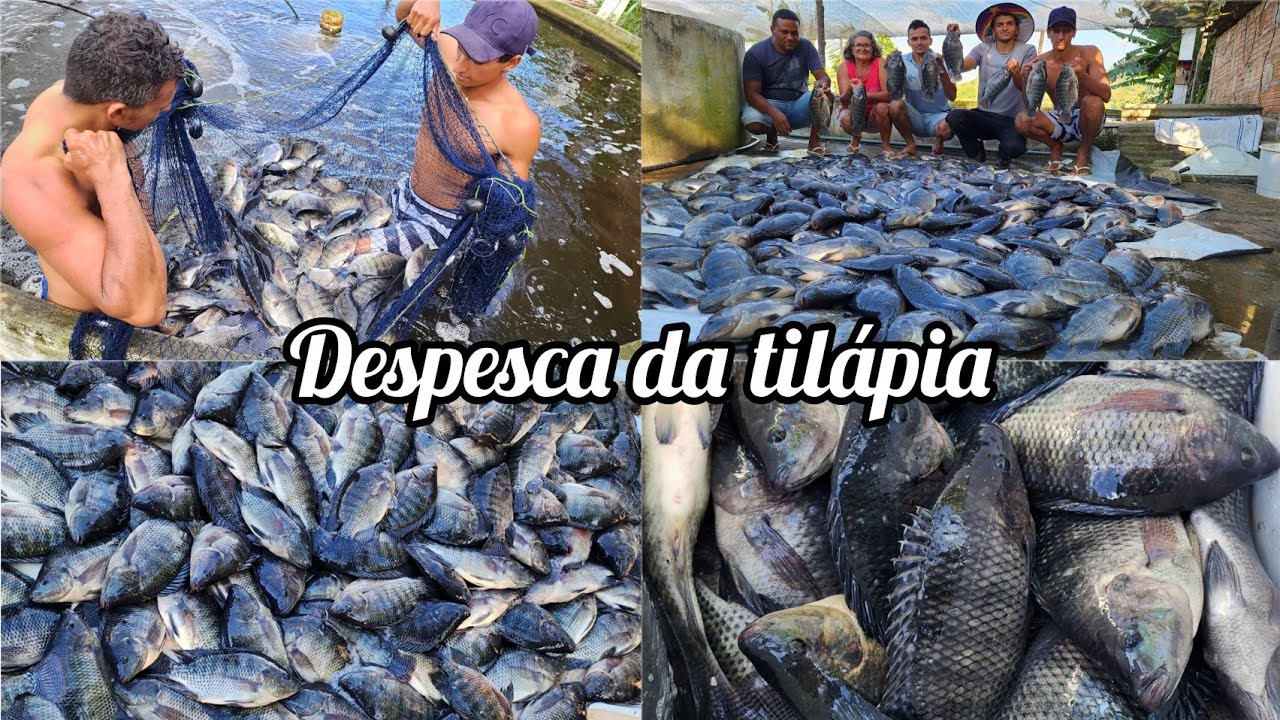 CRIAR TIL&Aacute;PIAS D&Aacute; LUCRO? //primeira despesca em nossa cria&ccedil;&atilde;o em tanques de cimento