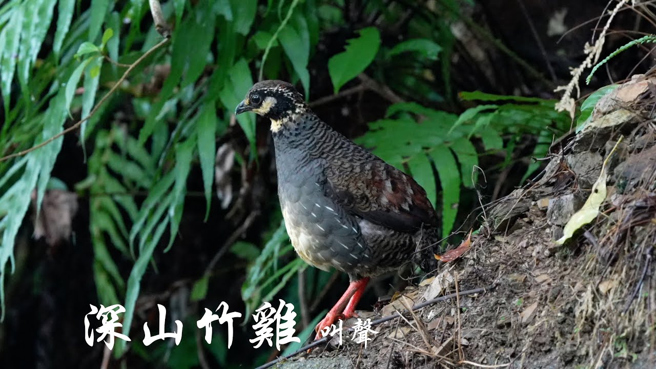 【台灣野鳥紀錄46----深山竹雞叫聲】Birds of Taiwan｜Taiwan  Partridge｜台灣山鷓鴣｜台灣特有種｜公鳥繁殖期｜Sony A1 ｜