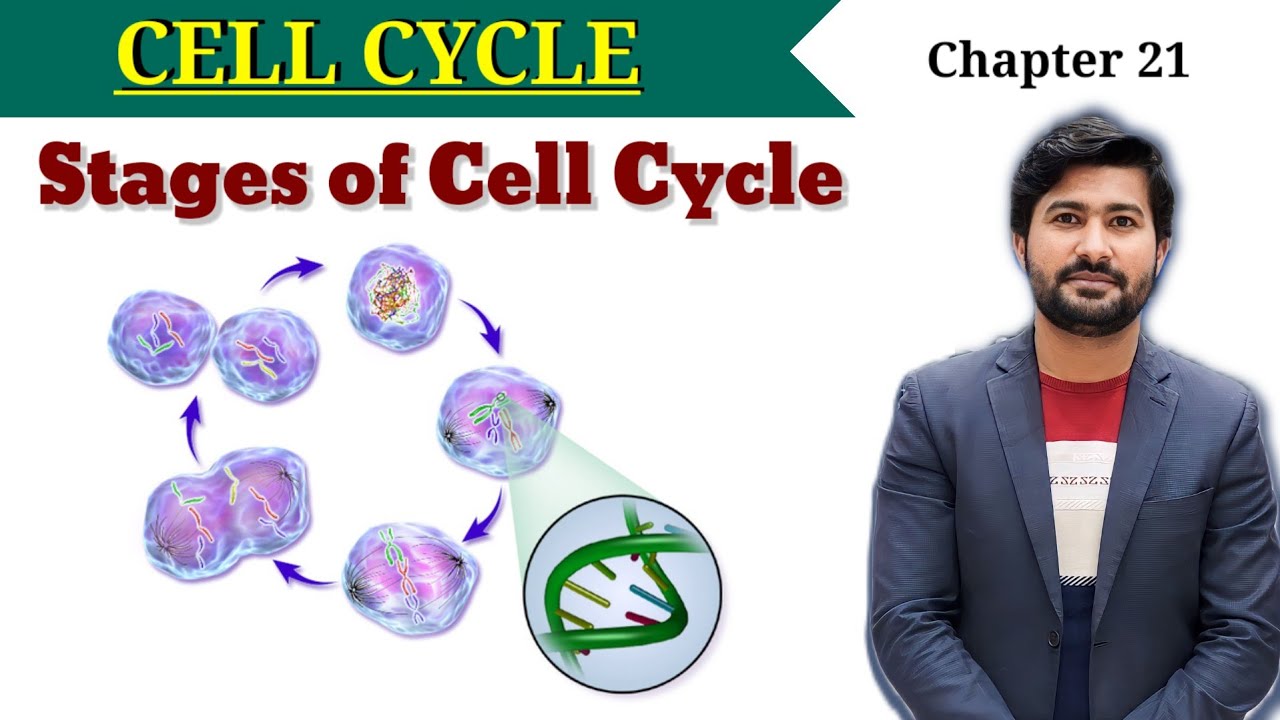21.1 Cell cycle | Phases of Cell Cycle | Chapter 21 Fsc Biology class 12