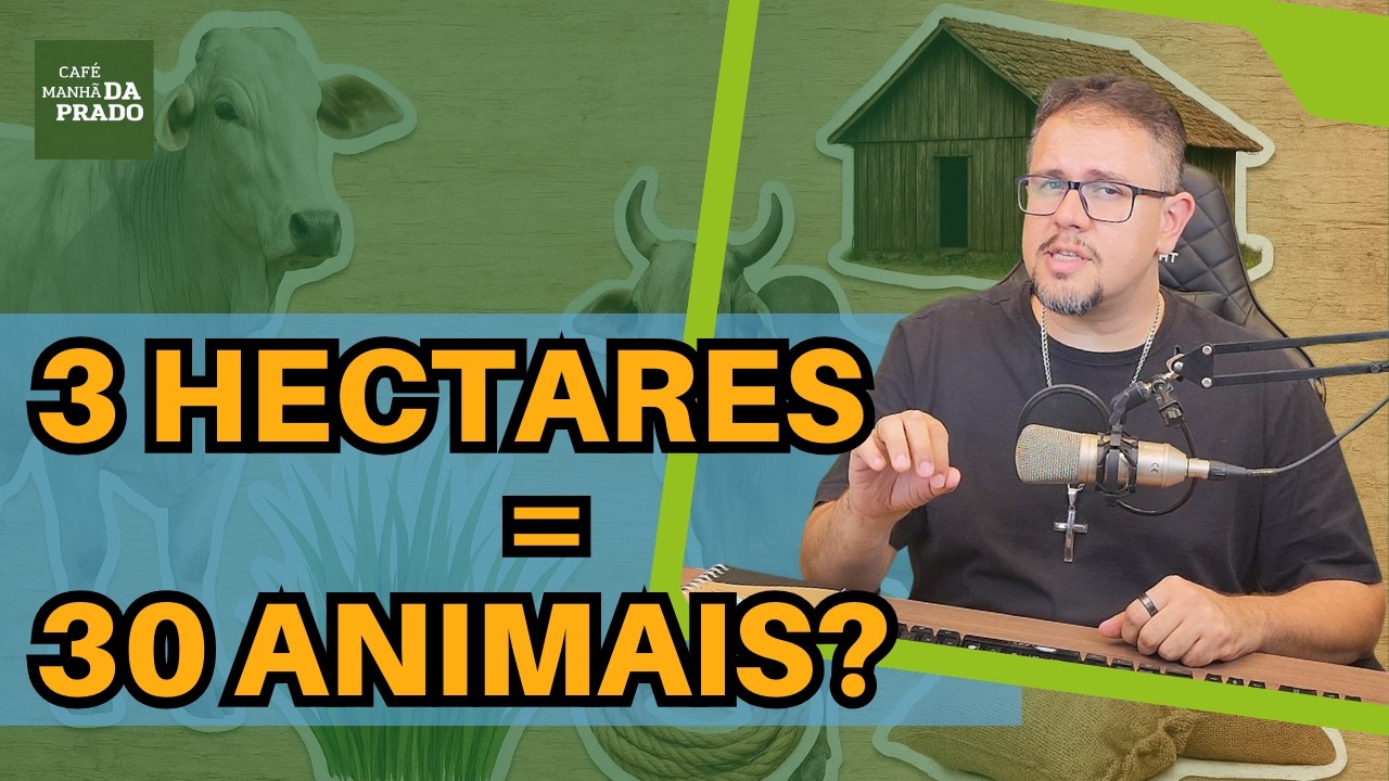 QUANTOS ANIMAIS criar em 3 HECTARES com manejo rotacionado?