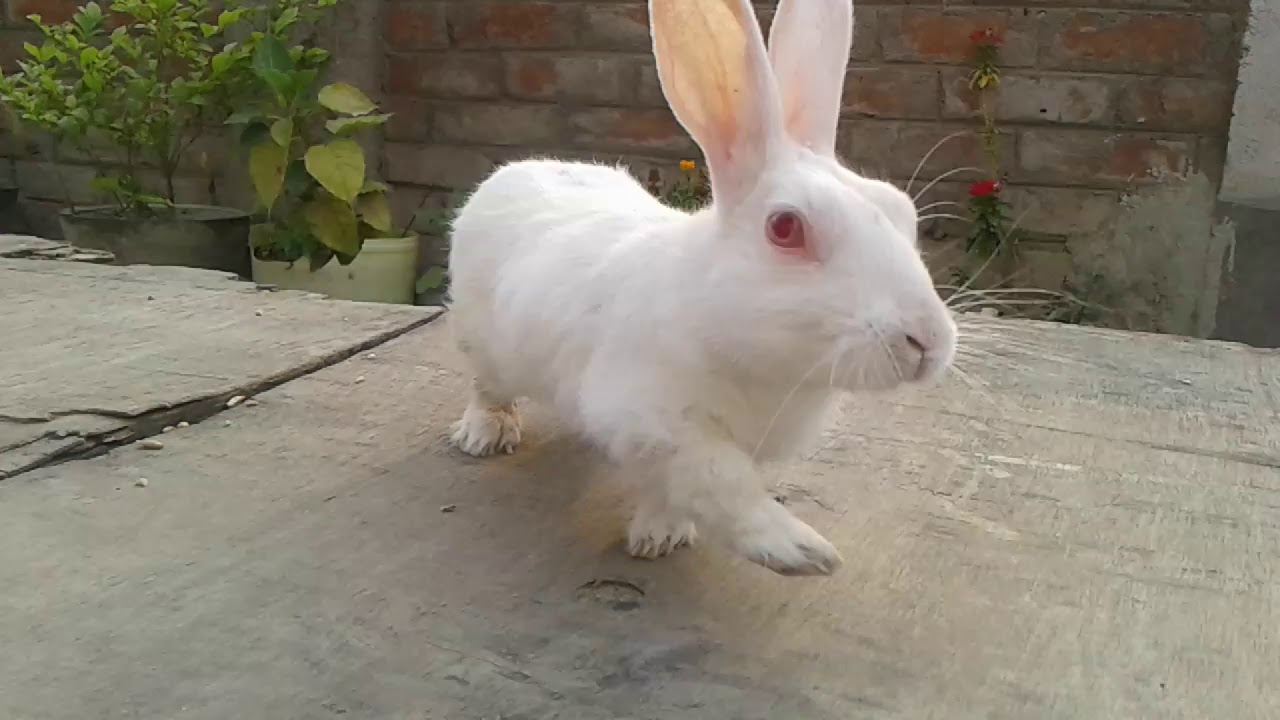 How to increase rabbit height || Rabbit fact