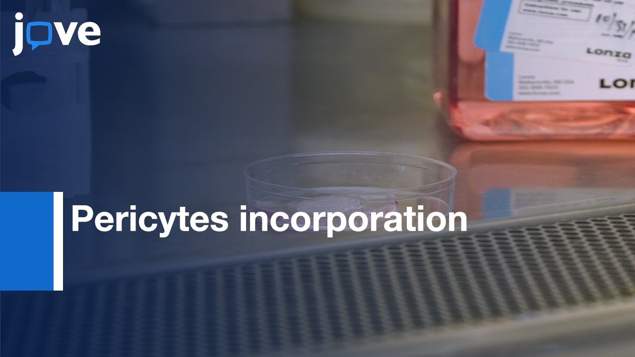 Pericytes incorporation into Endothelial Cell Bead Sprouting Assay | Protocol Preview
