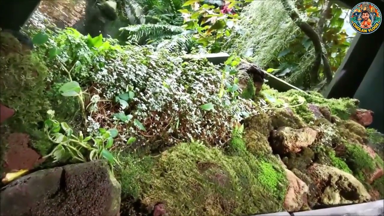 Singapore Series - Episode 5 (Cloud Forest - Part 3)