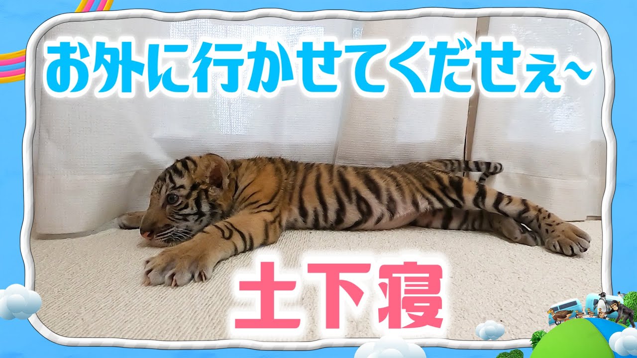 外に行きたすぎる・アピールしまくるトラの赤ちゃん（未公開）【I LOVE みんなのどうぶつ園公式】LET ME OUT!! Baby Tiger begging CUTEST ANIMAL