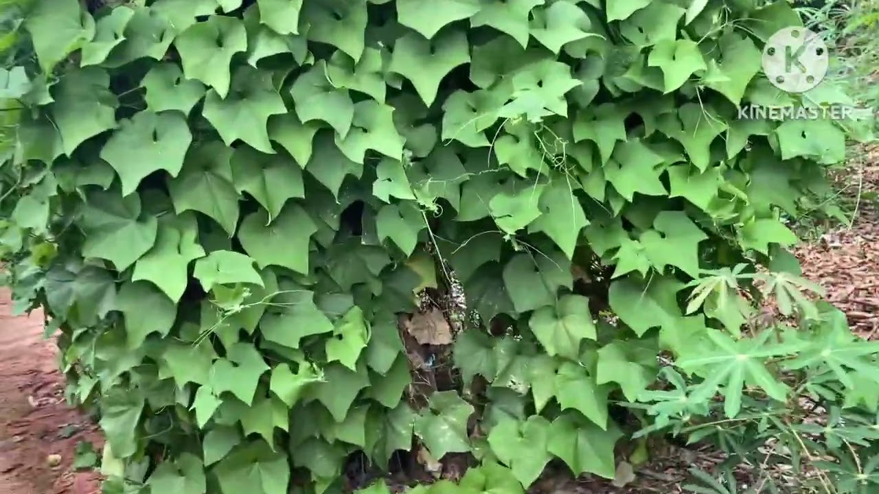 - Mostrando o Jardim e as Plantações do meu Vô 🌱