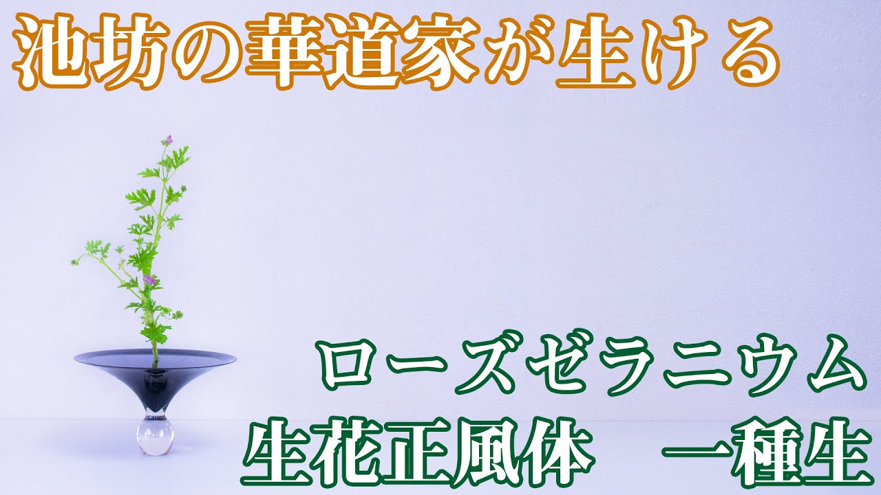 【生け花作品紹介】池坊の華道家がお花屋さんで見かけた花材で生花正風体を生ける＜IKEBANA / 插花演示 〉