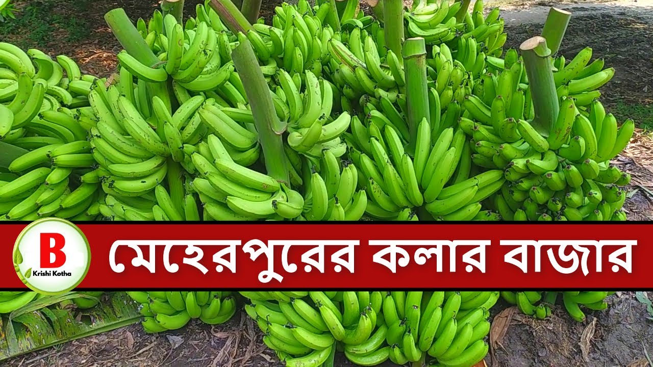 মেহেরপুরে কলার বাজার নিয়ে আলোচনা । কলা চাষে কি পরিমান আয় হয় । Banglar Krishi Kotha