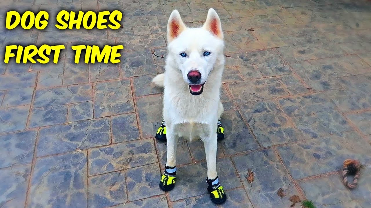 Huskies Trying Dog Shoes for the First Time! (Funny Dogs)
