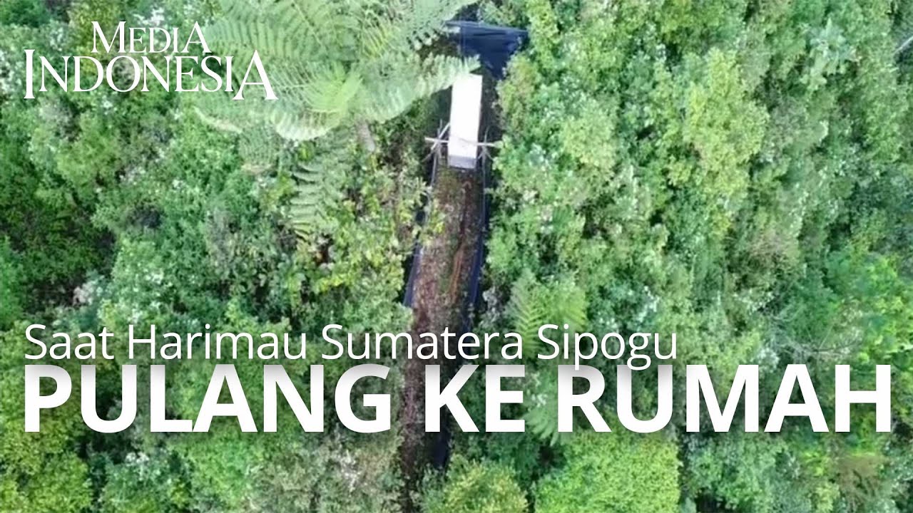 Saat Harimau Sumatera Sipogu Pulang ke Rumah #Ecoreports #Wildlife