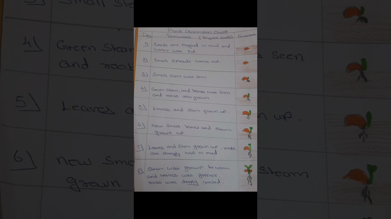 plant Observation chart|fenugreek seeds Observation chart