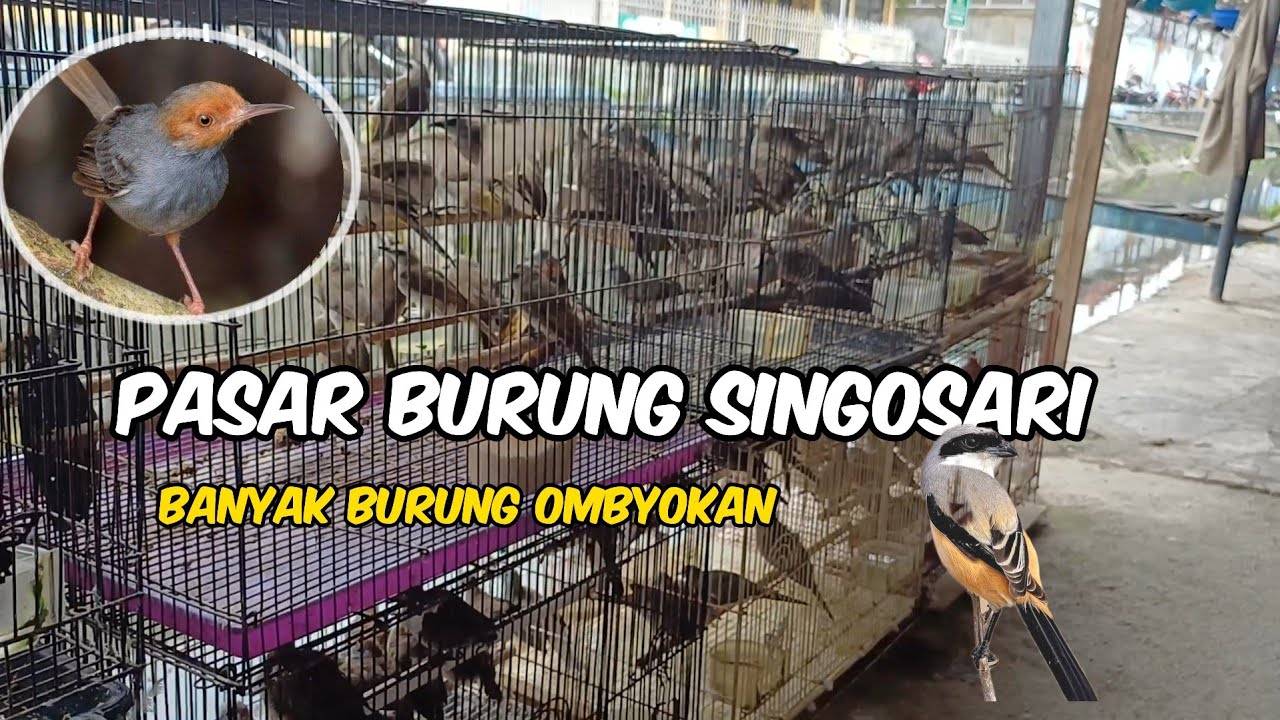 PASAR BURUNG SINGOSARI MALANG banyak burung ombyok kicauan juga ada