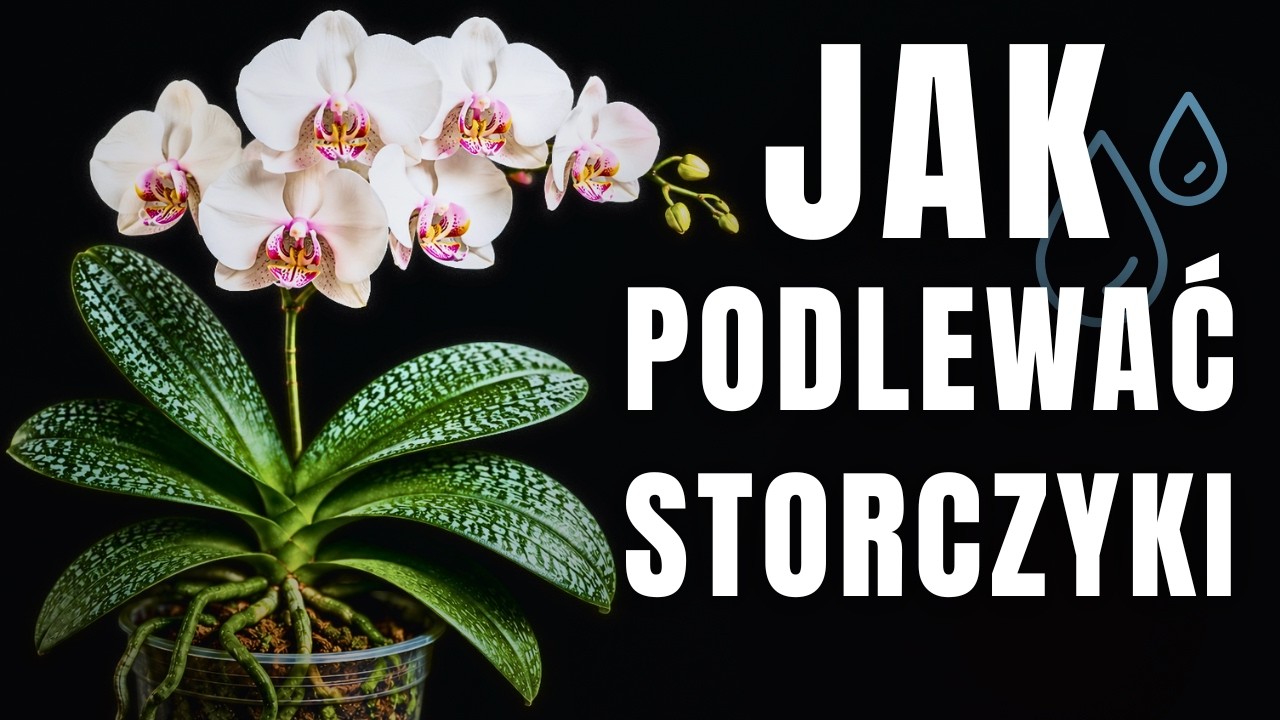 JAK PODLEWAĆ STORCZYKI Phalaenopsis 💧 sposoby podlewania i uwagi , na co uważać? | David LiM