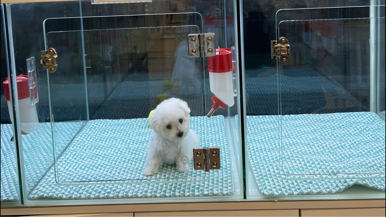 강아지❤️고양이 💕보러오세요~ 대구 경산 강아지 고양이 분양중