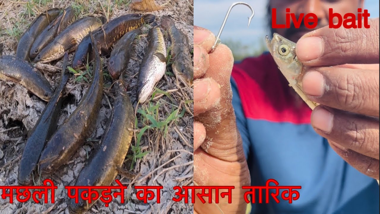 Fishing | live bait fishing | incredible snake head fishes catching with live bait | #fishing