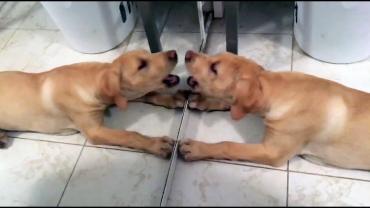 Divertidos animales frente al espejo por primera vez