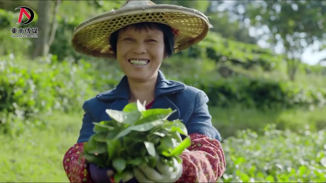 【福建茶文化】豐富多元的烏龍茶